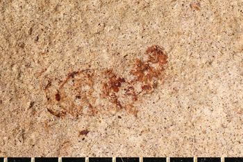 Media type: image;   Entomology PALE-20644